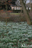 Common Snowdrop (Galanthus nivalis)