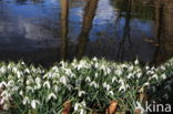 Gewoon sneeuwklokje (Galanthus nivalis)