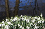 Common Snowdrop (Galanthus nivalis)