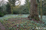 Gewoon sneeuwklokje (Galanthus nivalis)