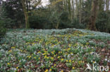 Gewoon sneeuwklokje (Galanthus nivalis)