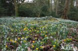 Gewoon sneeuwklokje (Galanthus nivalis)