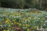 Common Snowdrop (Galanthus nivalis)