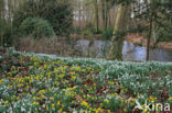 Common Snowdrop (Galanthus nivalis)