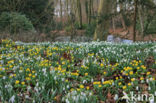 Gewoon sneeuwklokje (Galanthus nivalis)