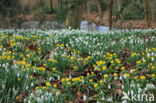 Common Snowdrop (Galanthus nivalis)