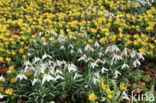 Gewoon sneeuwklokje (Galanthus nivalis)