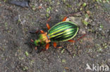 Carabus auronitens