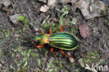 Carabus auronitens