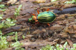 Carabus auronitens