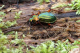 Carabus auronitens