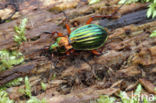 Carabus auronitens