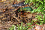 Carabus auronitens