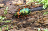 Carabus auronitens