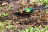 Carabus auronitens