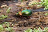 Carabus auronitens