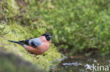 Eurasian Bullfinch (Pyrrhula pyrrhula)