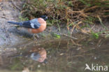 Eurasian Bullfinch (Pyrrhula pyrrhula)