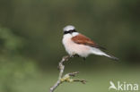 Grauwe Klauwier (Lanius collurio)