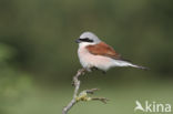 Red-backed Shrike (Lanius collurio)