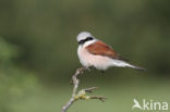 Red-backed Shrike (Lanius collurio)