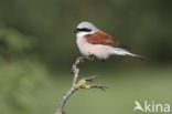 Red-backed Shrike (Lanius collurio)