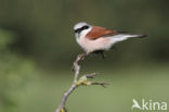 Grauwe Klauwier (Lanius collurio)