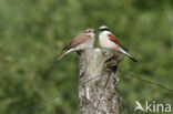 Grauwe Klauwier (Lanius collurio)