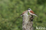 Grauwe Klauwier (Lanius collurio)