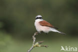 Red-backed Shrike (Lanius collurio)