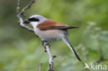 Grauwe Klauwier (Lanius collurio)