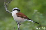 Red-backed Shrike (Lanius collurio)