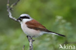 Red-backed Shrike (Lanius collurio)