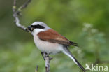 Grauwe Klauwier (Lanius collurio)