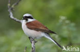 Red-backed Shrike (Lanius collurio)