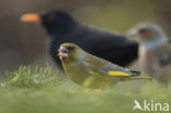 European Greenfinch (Carduelis chloris)