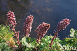 Groot hoefblad (Petasites hybridus)