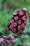 Groot hoefblad (Petasites hybridus)