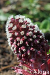 Groot hoefblad (Petasites hybridus)