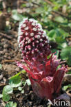 Groot hoefblad (Petasites hybridus)