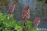 Groot hoefblad (Petasites hybridus)