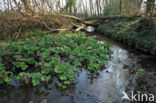 Groot hoefblad (Petasites hybridus)