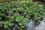 Groot hoefblad (Petasites hybridus)