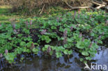 Groot hoefblad (Petasites hybridus)