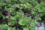 Groot hoefblad (Petasites hybridus)