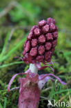 Groot hoefblad (Petasites hybridus)