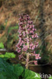 Groot hoefblad (Petasites hybridus)