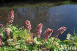 Groot hoefblad (Petasites hybridus)