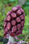 Groot hoefblad (Petasites hybridus)