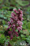 Groot hoefblad (Petasites hybridus)